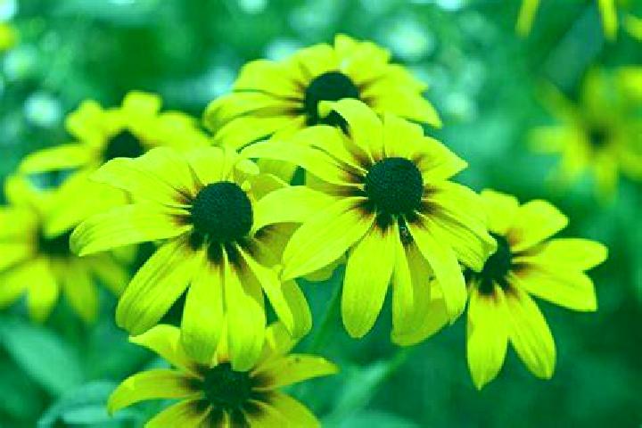 Lucky Tiger (Rocksalt Interactive) online slot